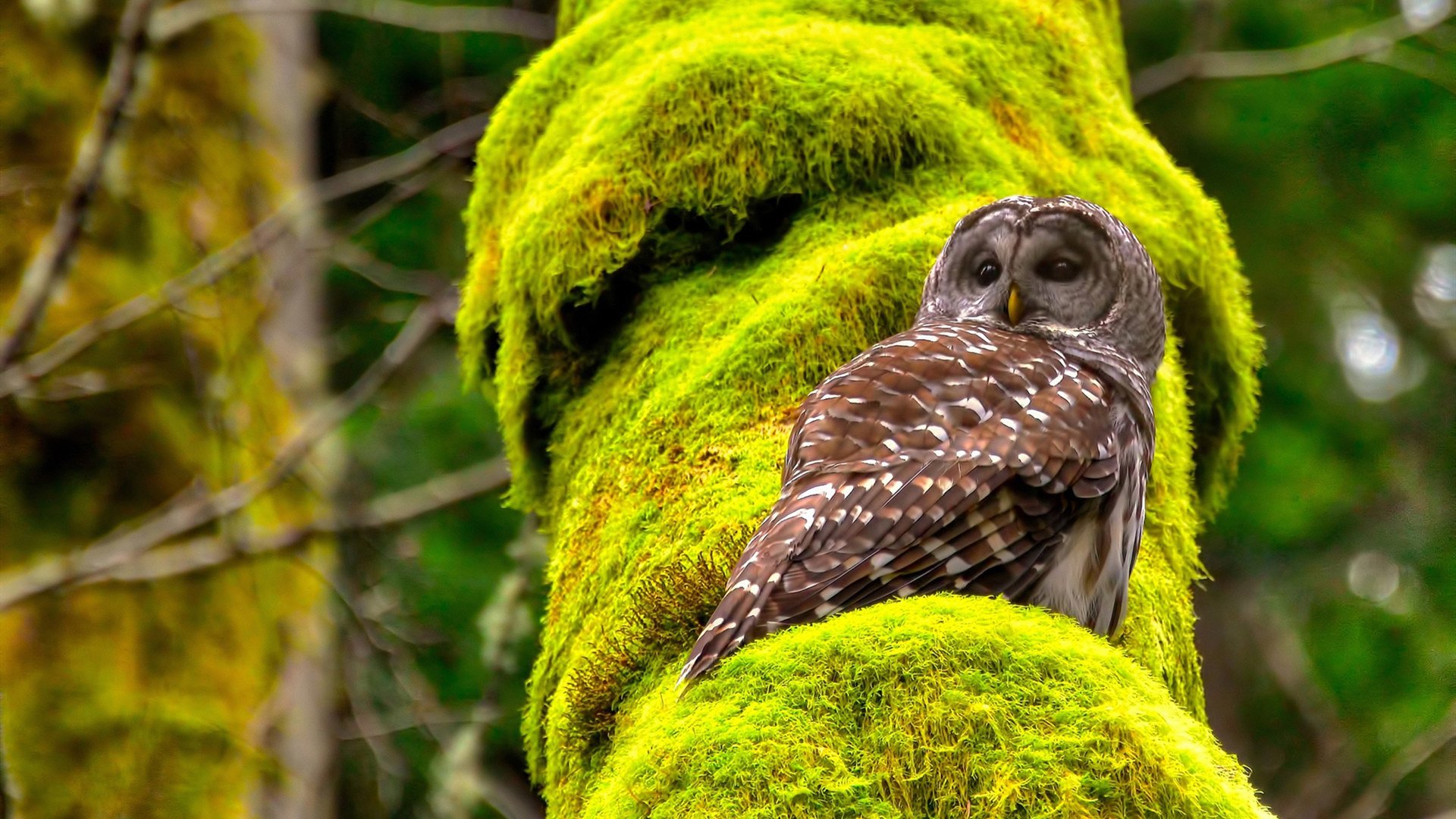 双重延长的艺术，塞维利亚的绝杀与努涅斯的接管时刻