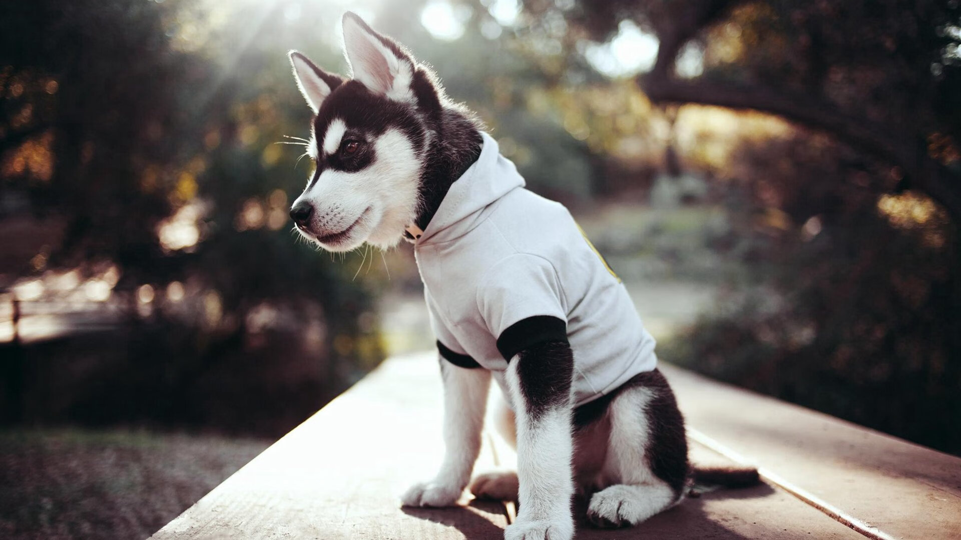 末节20分！布伦森上演单骑救主，步行者主场惊魂逆转广厦