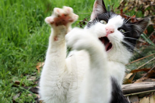 亚洲最稀缺的球员？除了黄喜灿，谁能同时带动节奏又冲垮防线？