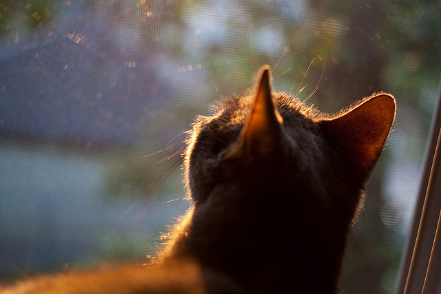 血与铁的对决，浙江力克掘金，戈贝尔上演现代中锋教科书