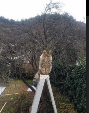 瑞士铁幕下的红军队魂之困，基耶萨的寒光一剑如何撕裂安菲尔德之夜