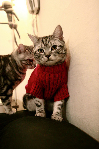 冠军奇才，当NBA球星空降意甲篮球赛