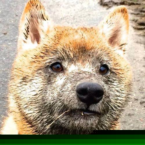 天平两端，欧文的救赎砝码与魔术的团队杠杆