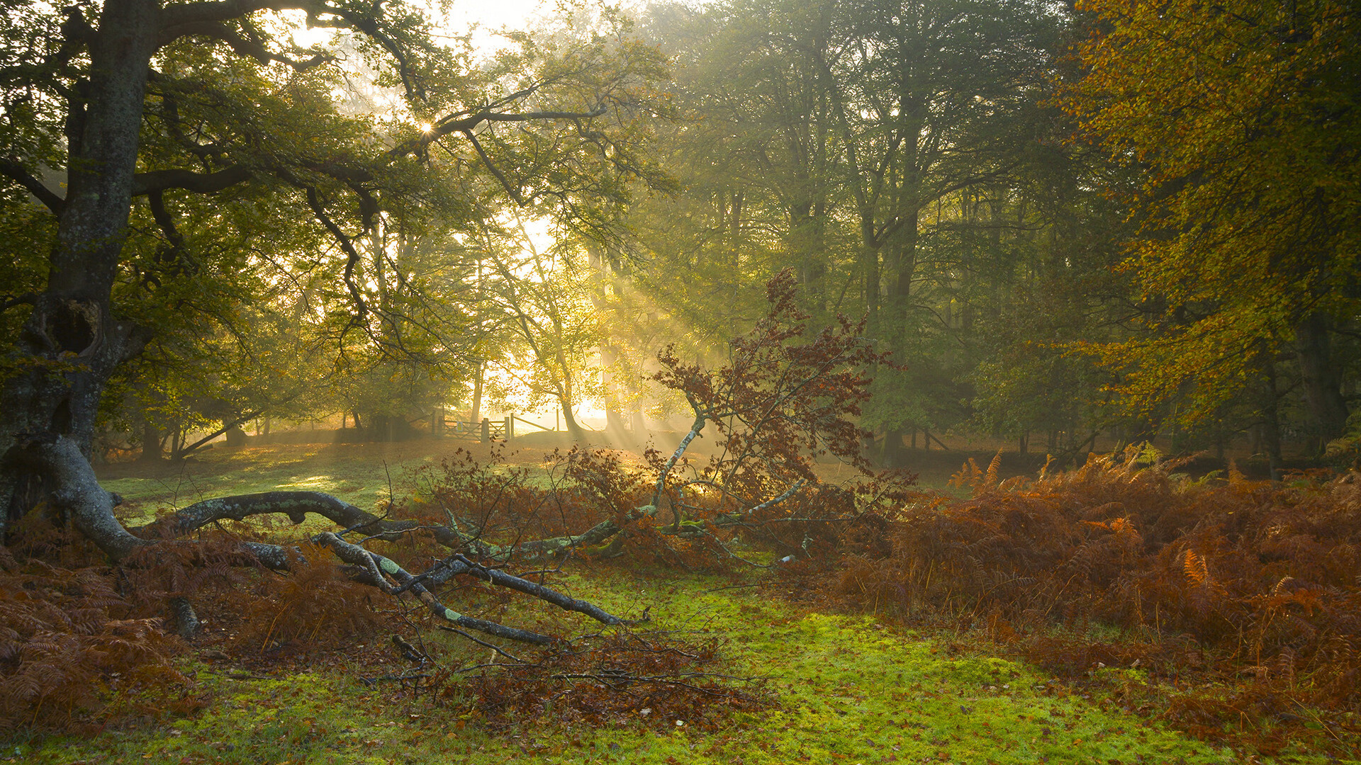 楚阿梅尼火热状态将如何决定贝蒂斯与切尔西的战术格局?