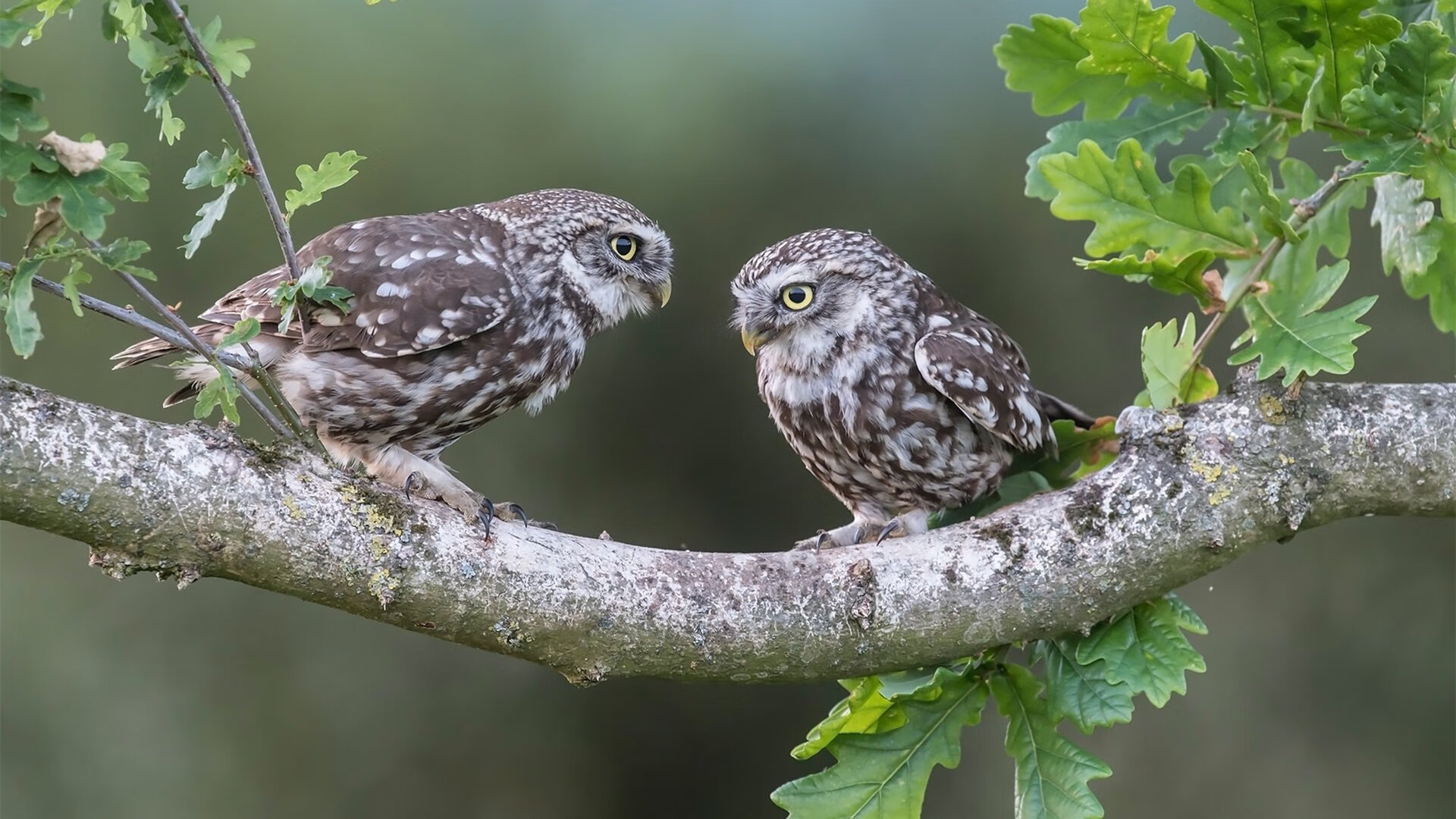 节奏之王,步行者以独有节奏驯服独行侠,布克一手导演胜利篇章