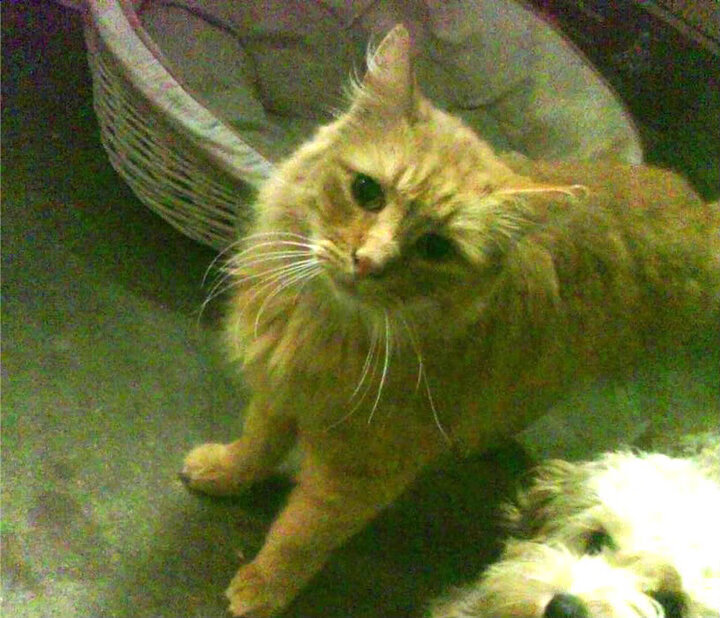 压哨绝杀,哈弗茨与乌克兰,如何用最后一击改写命运剧本?