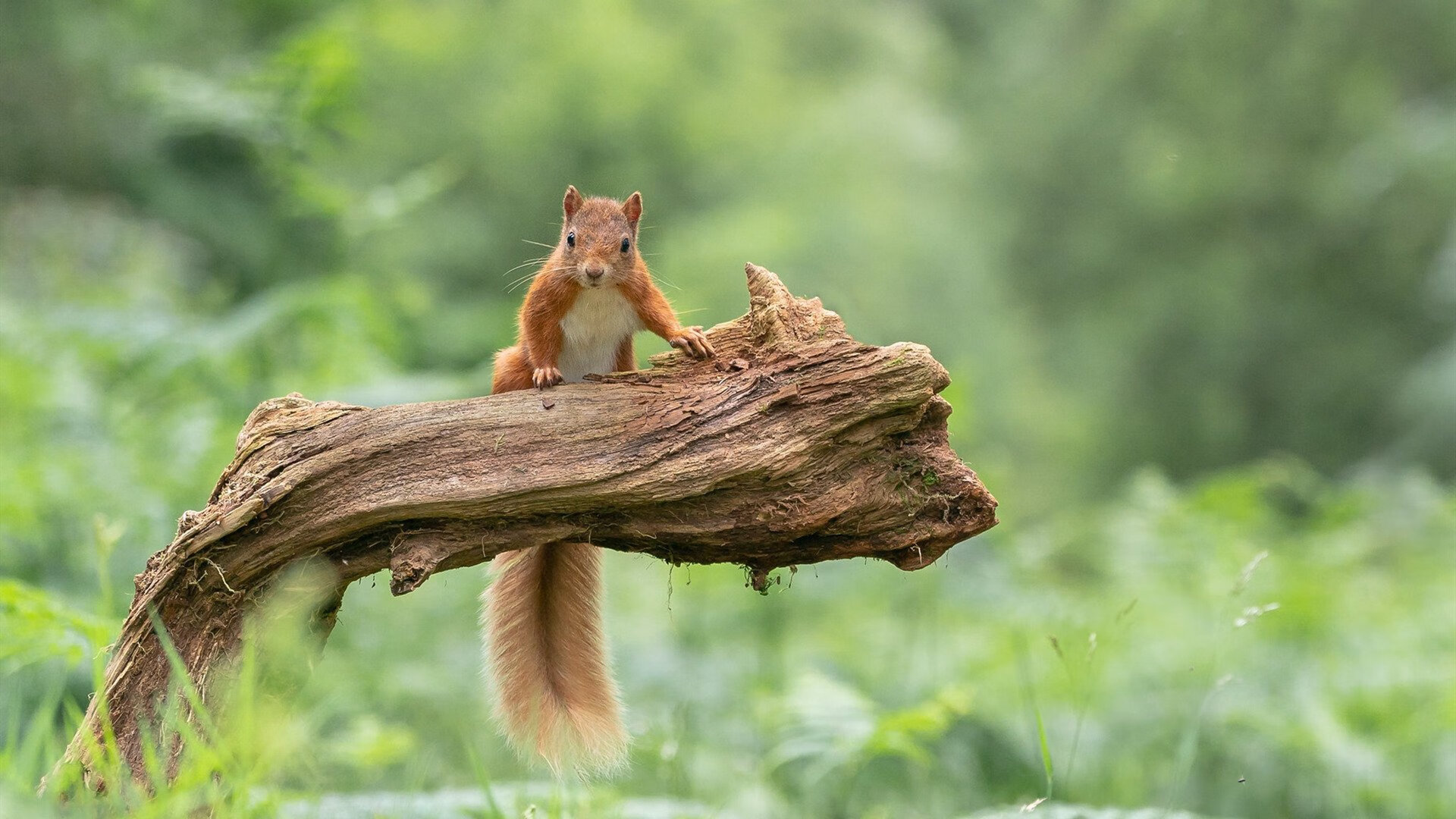 奥运关键战之夜,那个用减速杀死比赛的人