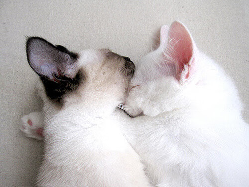 友谊里程碑，皇马传控交响曲中，法比尼奥的500场华丽诗篇