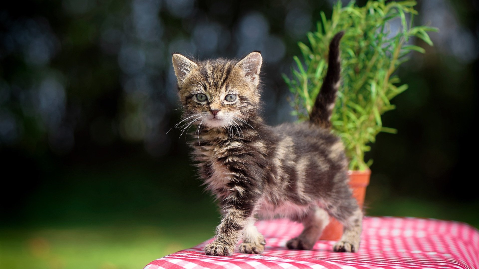 开云体育中国-当韩国噩梦成为伦敦新王，孙兴慜欧冠决赛正面击溃亚特兰大的双重寓言